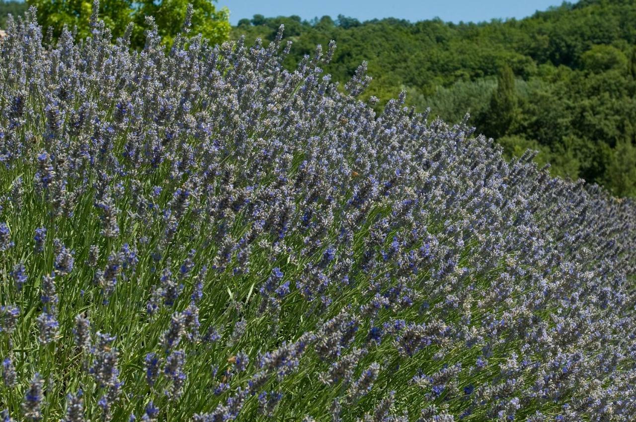 Agriturismo Le Case Asyż Zewnętrze zdjęcie